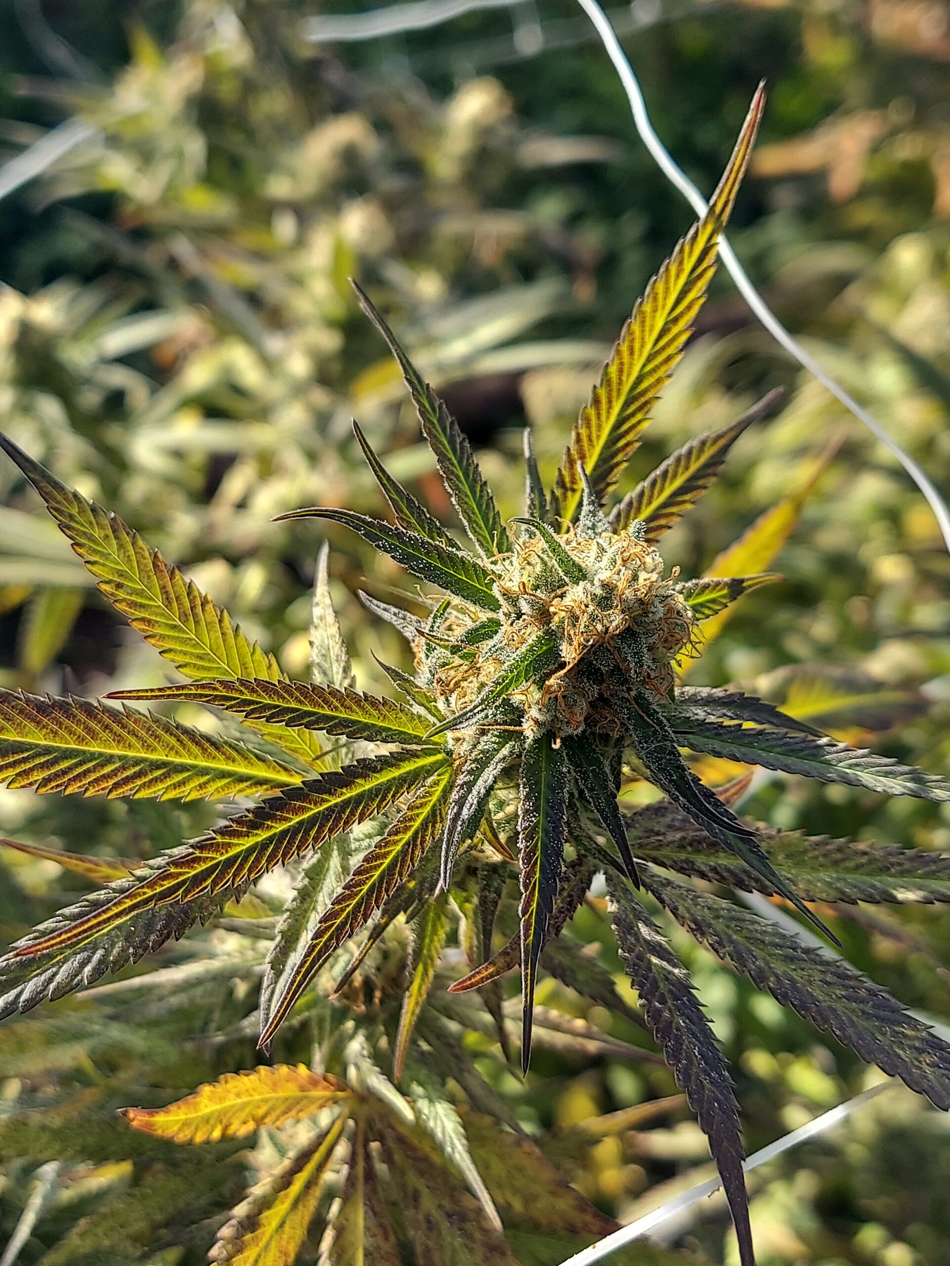 A closeup photo of a cannabis plant on our farm. Photo credit: Lukas Greene.