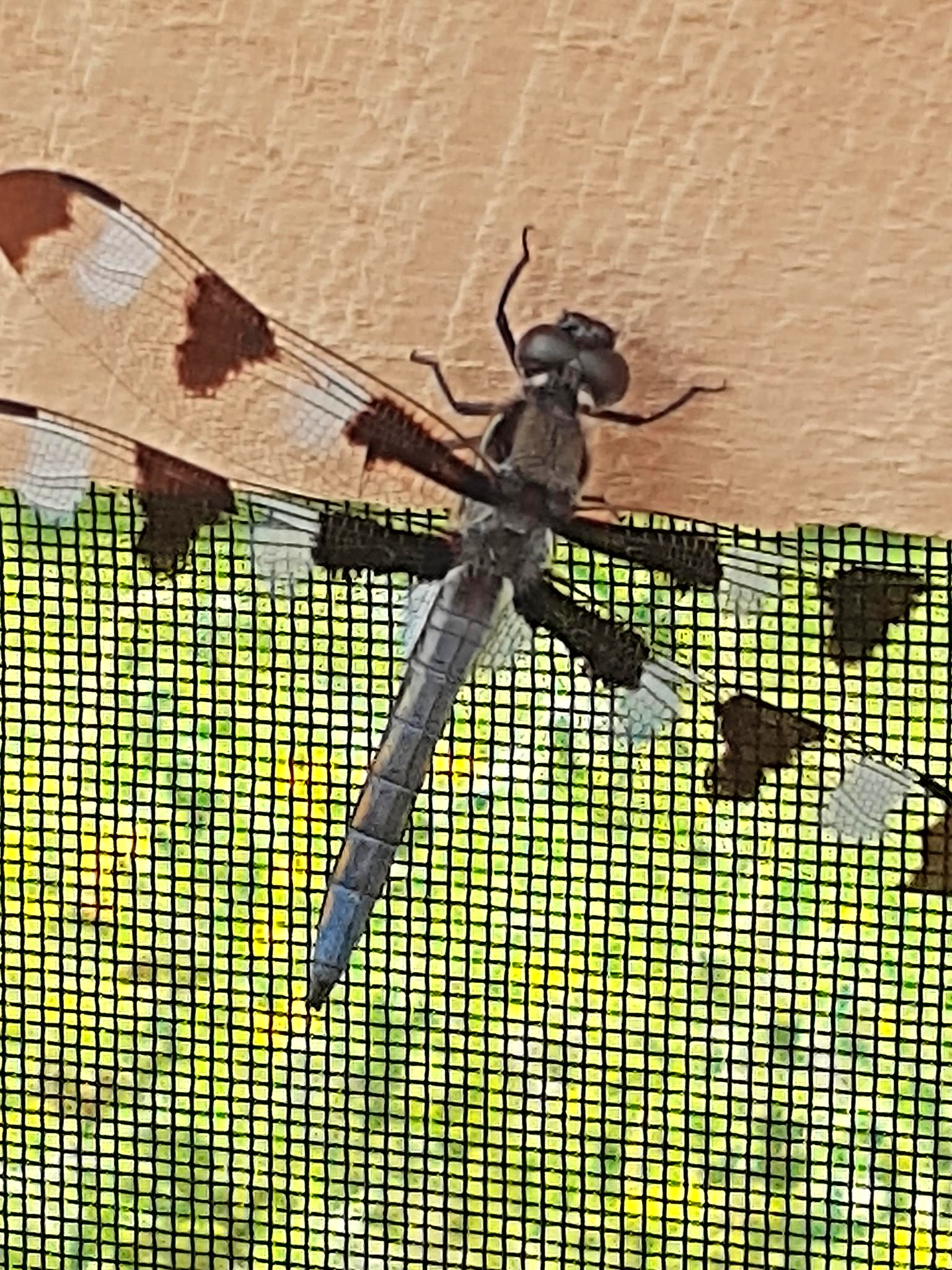 Closeup photo of a dragonfly on our farm. Photo credit: Lukas Greene