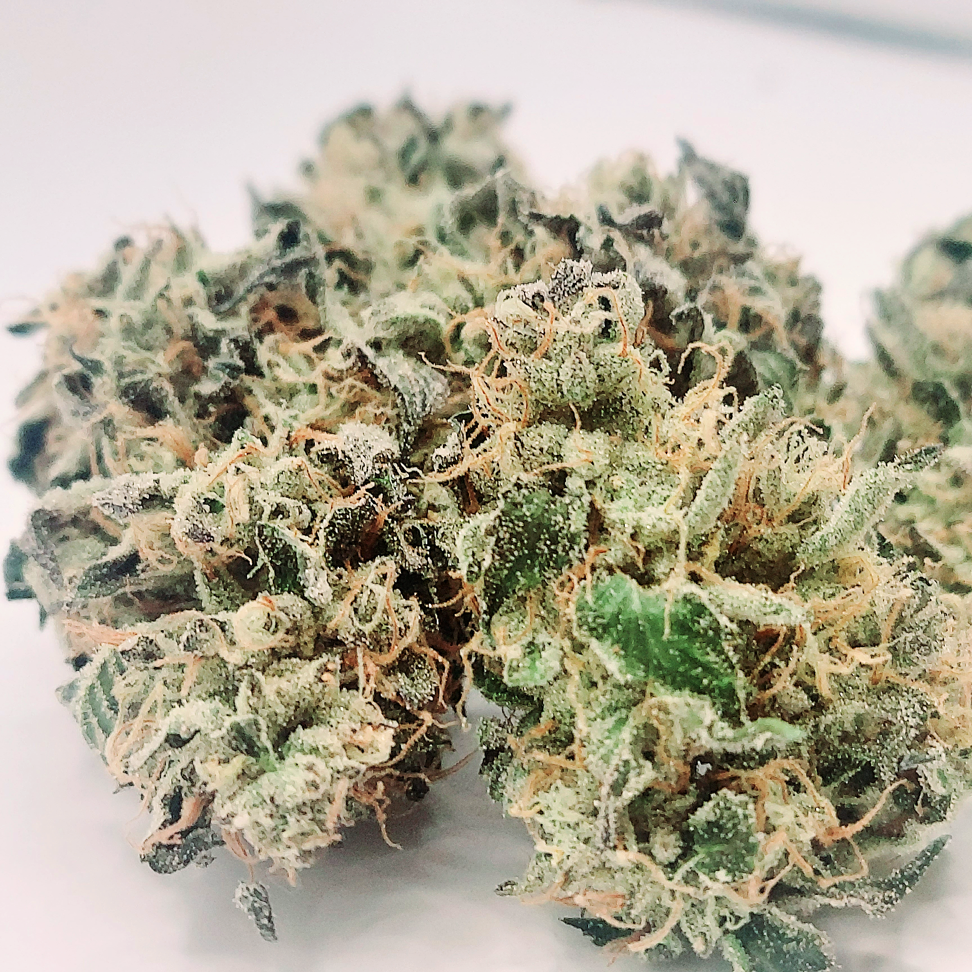 A closeup photo of cannabis buds of the strain GMO, grown by Lukas Greene. Photo credit: Lukas Greene