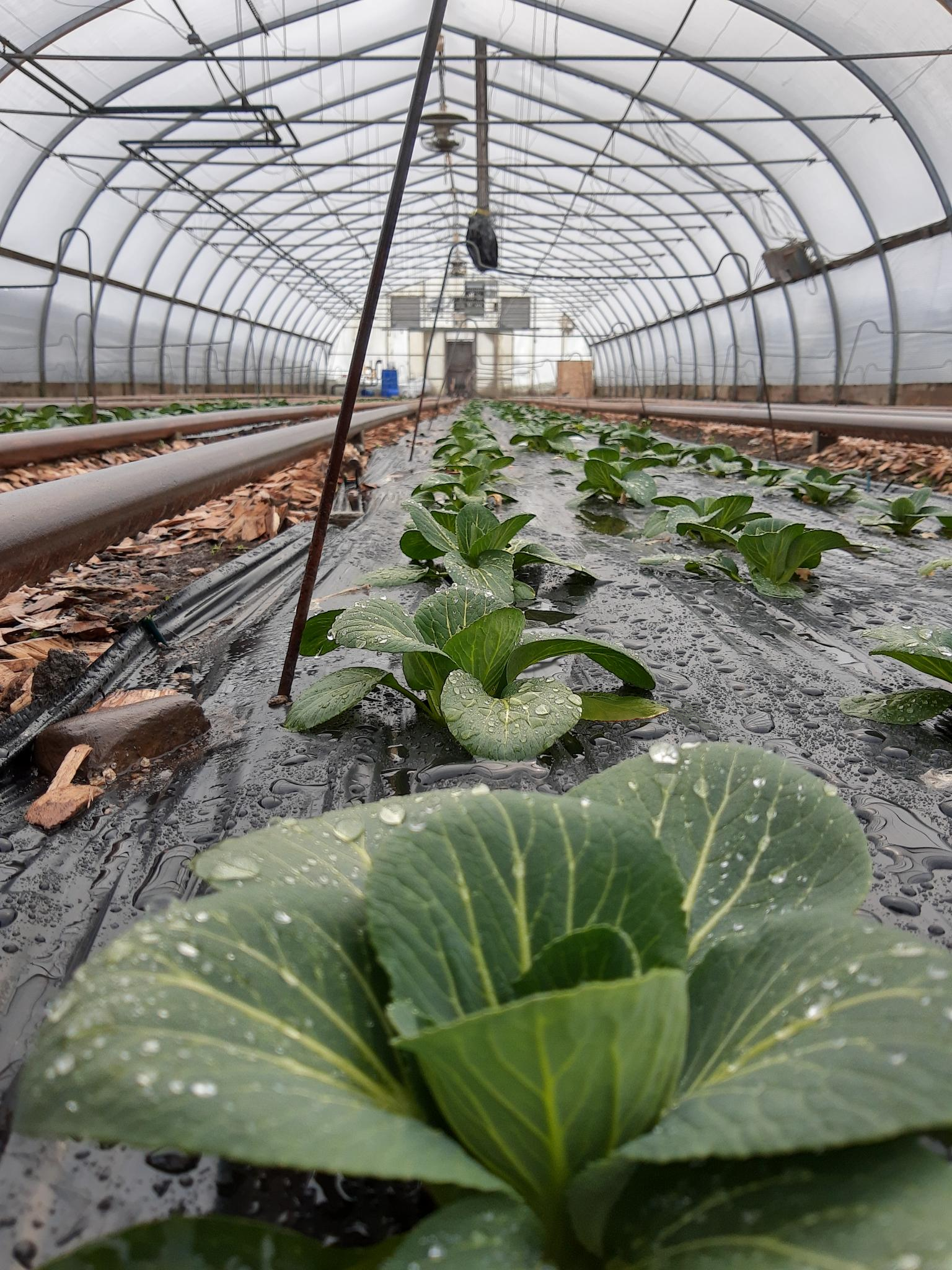 A photo of the vegetables we grew in 2021 in our high tunnel. Photo credit: Lukas Greene