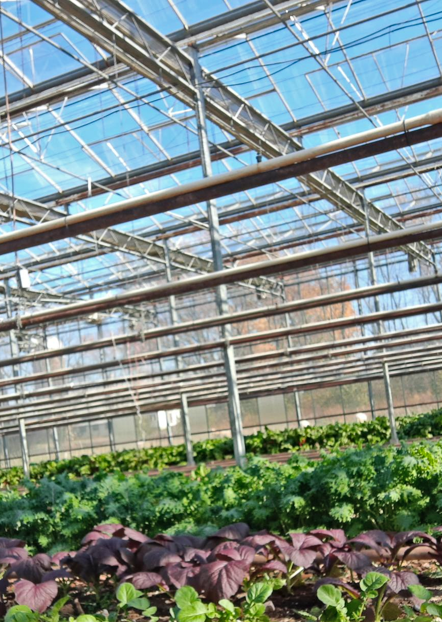 Wide-angle photo of the state-of-the-art Dutch glasshouse we use to cultivate our crop. Photo credit: Lukas Greene