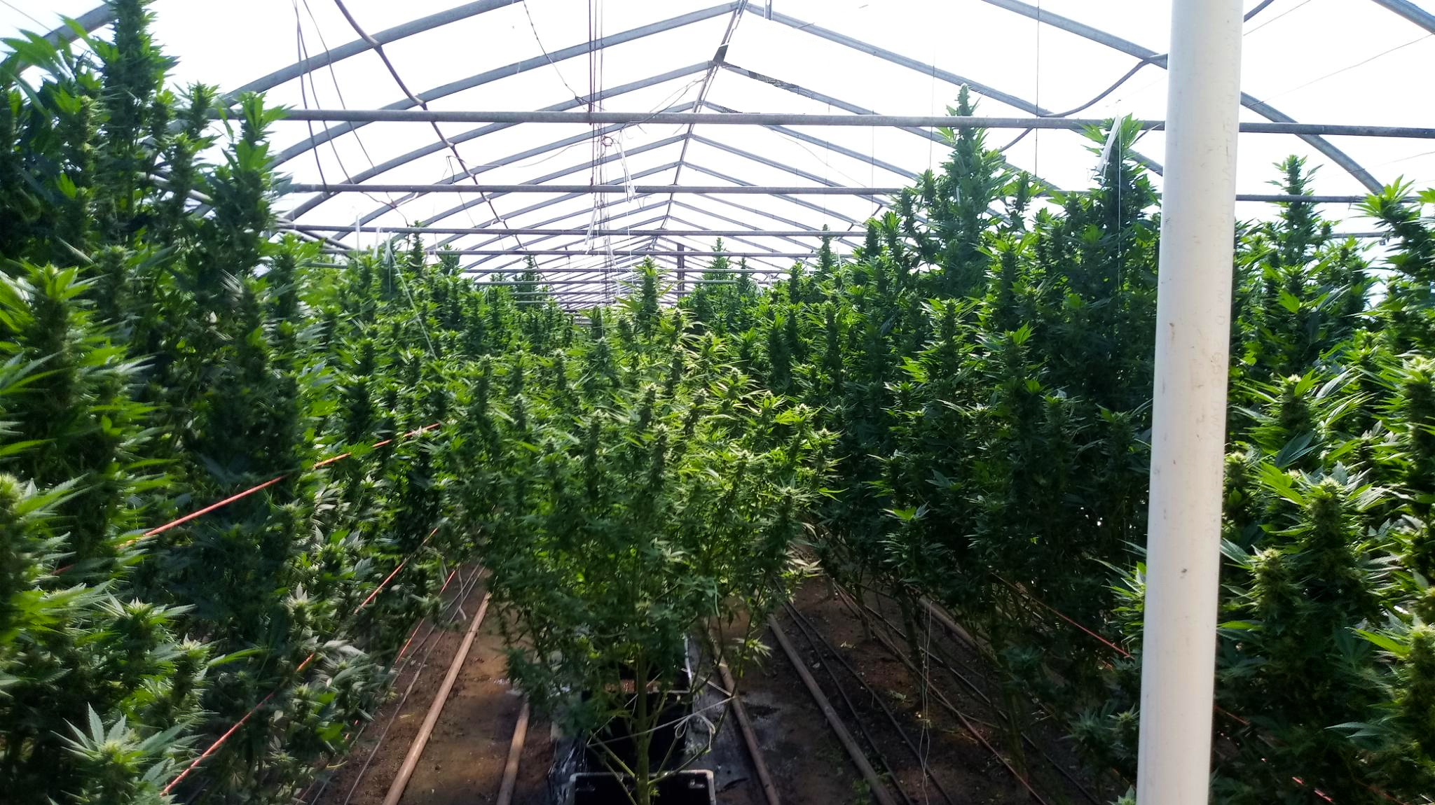 A photo of dozens of cannabis plants in our high tunnel. Photo credit: Lukas Greene