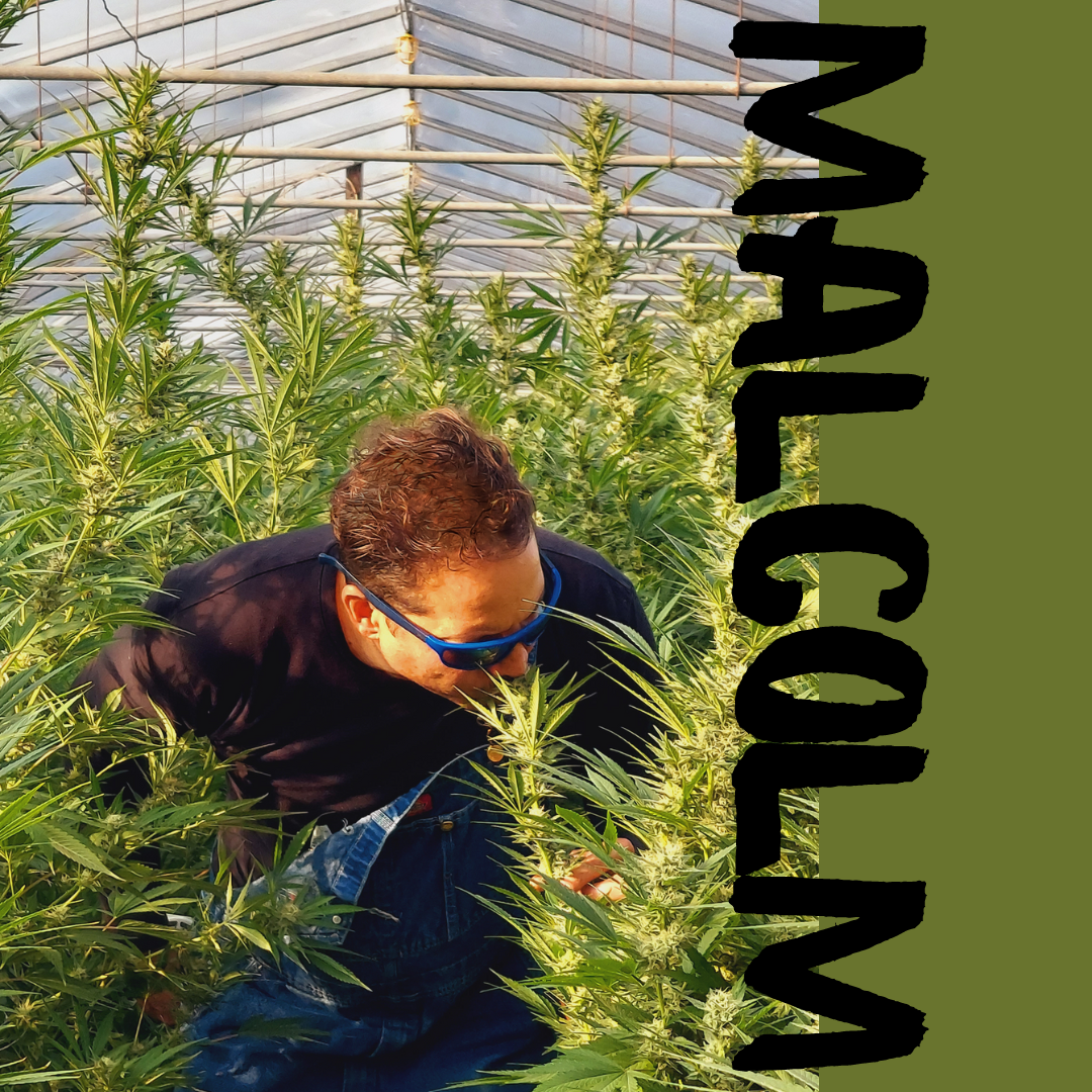 A photo of Malcolm leaning down to inspect a cannabis bud in the high tunnel. Photo credit: Lukas Greene