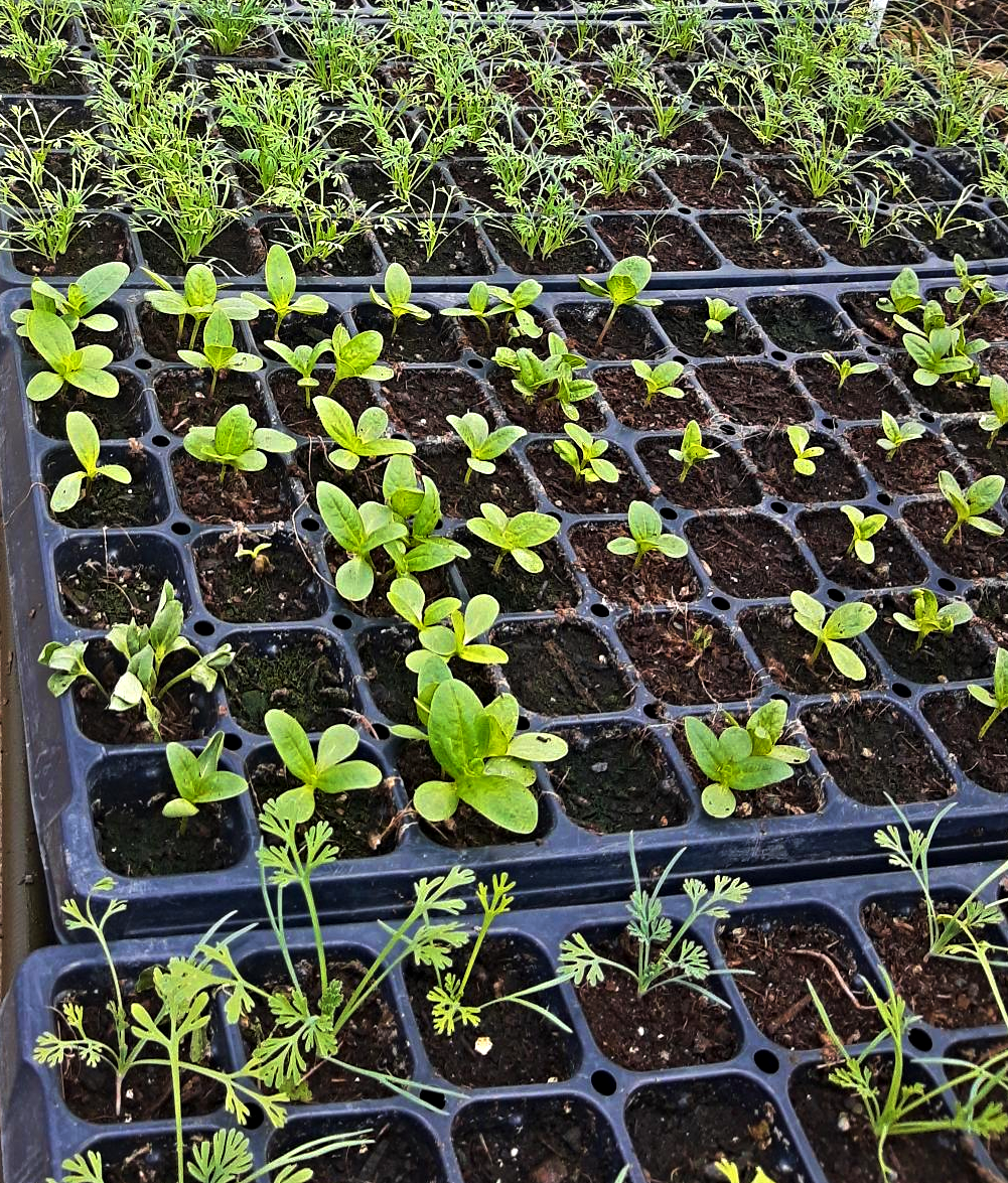 A photo of starter seedling trays on our farm. These seedlings grew up to become butternut squash, flowers, tulsi basil, and other healthful plants. Photo credit: Lukas Greene